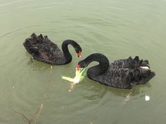 -扬州天乐湖嬉乐谷