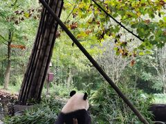 -都江堰中华大熊猫苑