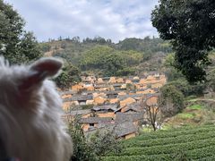-杨家堂村