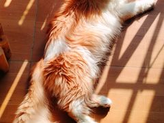 -唐小姐の私宠·宠物洗护美容·撸猫馆·购宠(周浦万达旗舰店)