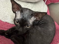 -达爱动物医院·犬猫分区·CT·复杂眼科(远洋山水分院)
