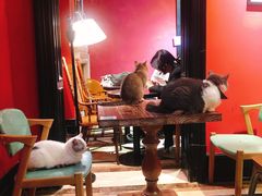 -猫色咖啡·猫咖