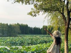 -艾溪湖湿地公园