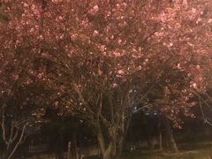 -隐家本格烧肉