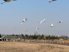 -盐城丹顶鹤湿地生态旅游区