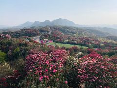 -贵州百里杜鹃风景名胜区