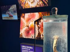 -凤凰中心