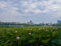 -莲花池公园