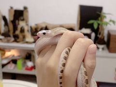 -酷以爬仙阁实体爬宠店·守宫·蜥蜴·专业繁育