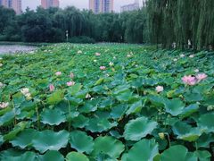 -莲花池公园