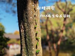 -秋霞圃