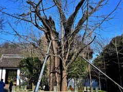 -上海佘山国家森林公园天马山园