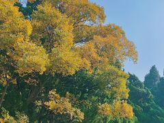 -八大关景区