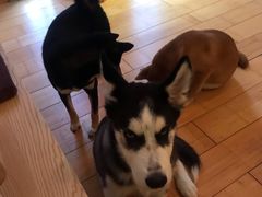 -喜柴咖啡·柴犬狗咖