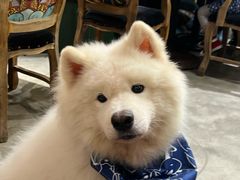 -more than meow吴止猫主题餐厅(承德 中船汇店)