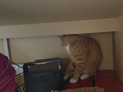 -瑞派康怡24h宠物医院·犬猫医疗中心·微创绝育(瑞景分院)