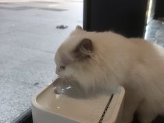 -瞄一喵猫咖(格力海岸店)