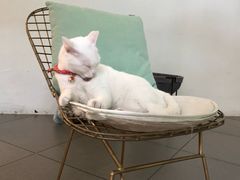 -有猫主题·治愈系猫咖(曾厝垵店)