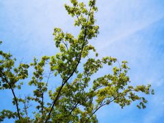 -千叶创意融合料理(水韵城店)