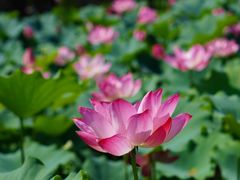-莲花池公园