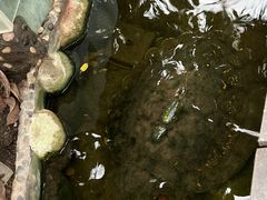 -上海大自然野生昆虫馆(东方明珠·爬宠昆虫探索中心)