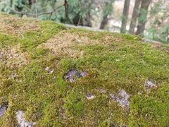 -庐山风景区花径公园