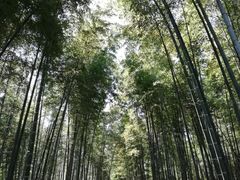 -树山生态村