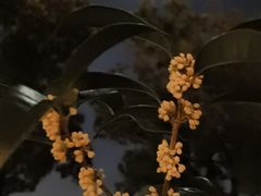 -金鸡湖桃花岛
