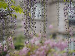 -嘉定紫藤园