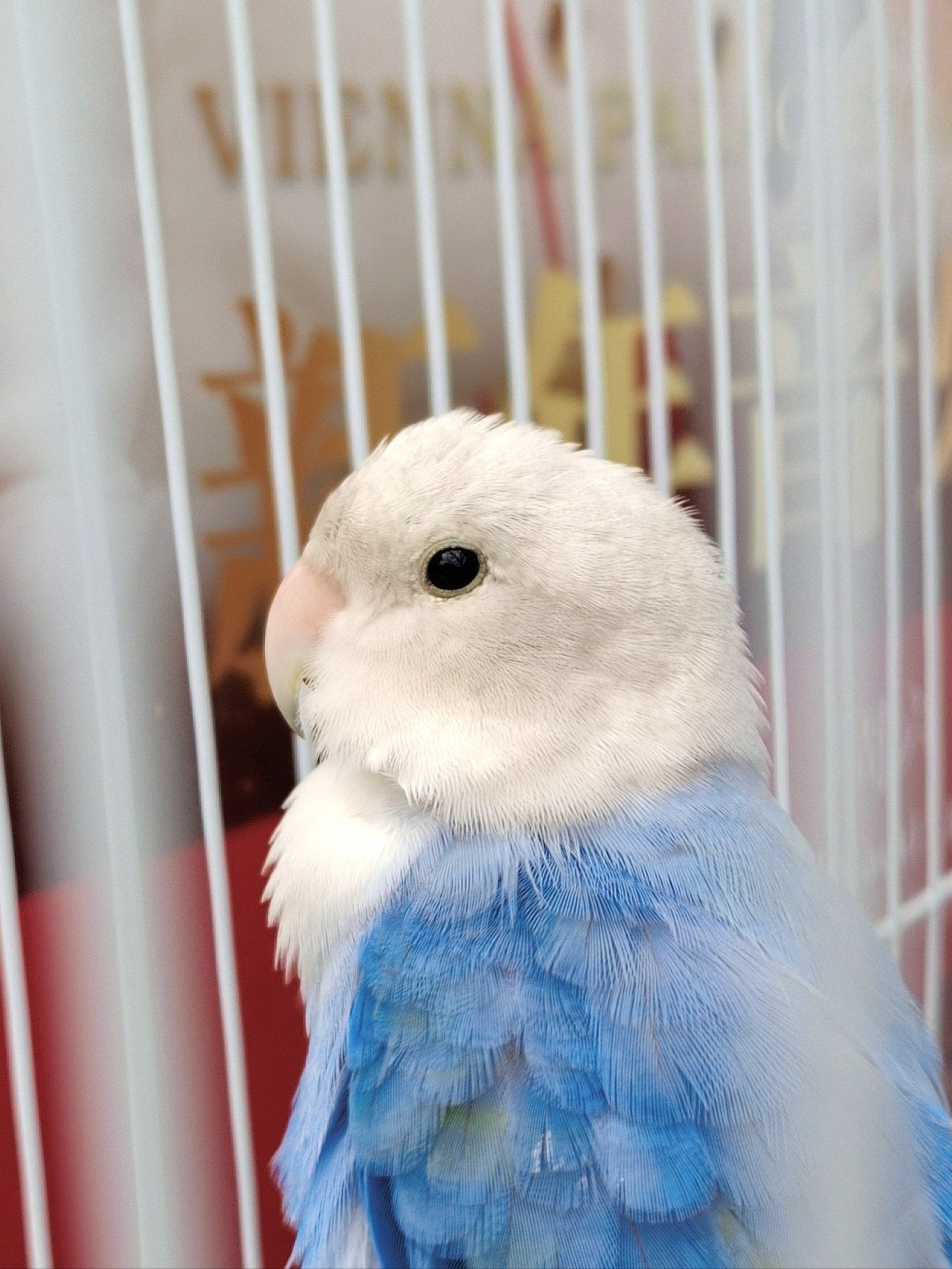 街头偶遇的动物居民 小鹦鹉🦜