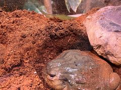 -正佳雨林生态植物园