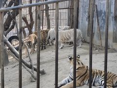 -青岛森林野生动物世界