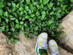 -云溪植物园