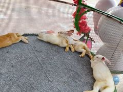 -广州长隆国际大马戏