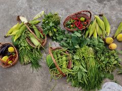 -樂桃源奉贤黄桃种植采摘基地