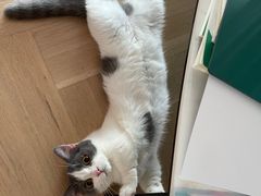 -momokira米努特·德文卷毛猫·棉花面纱犬