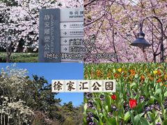 -顾村公园