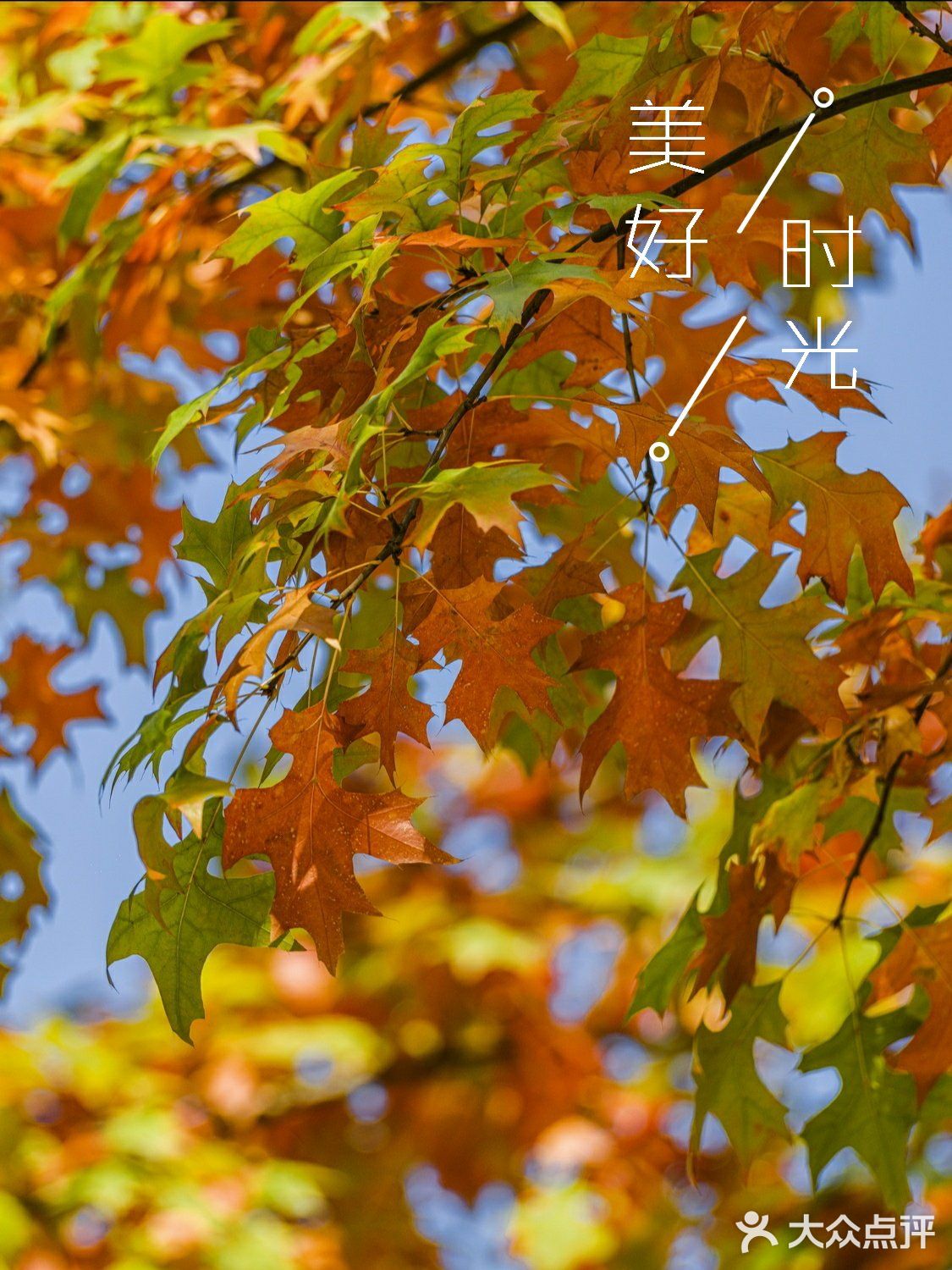 杭州的秋日‖天目里的最美红枫