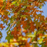 杭州的秋日‖天目里的最美红枫