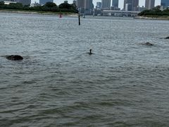 -台场海滨公园船码头