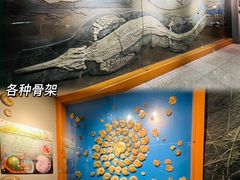 -河南自然博物馆
