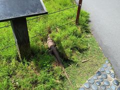 -新加坡植物园