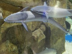 -欢乐海岸海洋奇梦馆