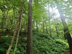 -五营红松林海景区