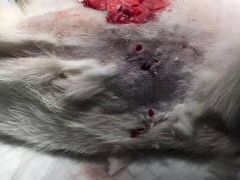 -伟伟宠物医院·CT影像中心·瑞派犬猫综合性门诊(汉口总院)