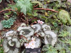 -深圳仙湖植物园