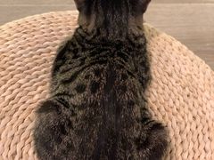 -浣熊柯尔鸭土拨鼠·电玩咖