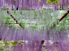 -嘉定紫藤园
