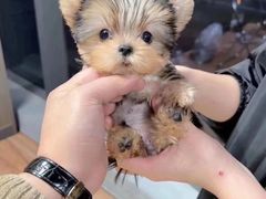 -萌宠之家·腊肠犬·马尔泰·小体犬舍