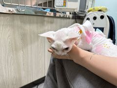 -半岛宠物医院24小时(科华中路店)